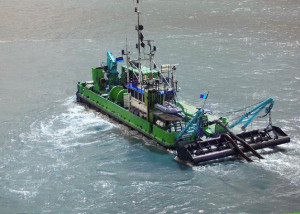 Alligator (ex zeepok)