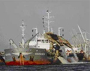 Basrah - trailing suction hopper dredger