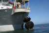 vasco_da_gama_-_hooking-up_shoreline